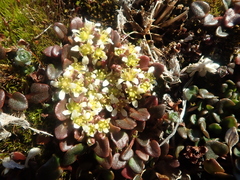 Cochlearia groenlandica