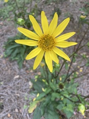 Silphium asteriscus