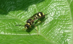 Eumenes papillarius