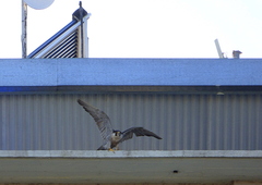 Falco peregrinus