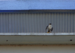 Falco peregrinus