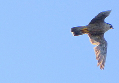 Falco peregrinus
