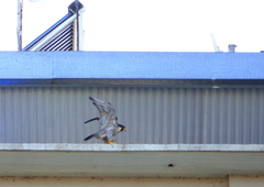 Falco peregrinus