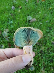 Lactarius semisanguifluus