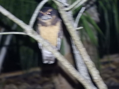 Pulsatrix koeniswaldiana