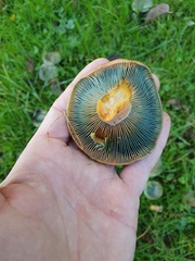 Lactarius semisanguifluus