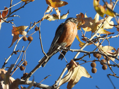 Turdus migratorius