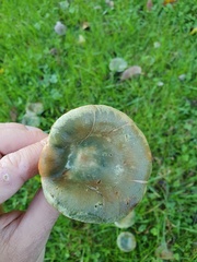 Lactarius semisanguifluus