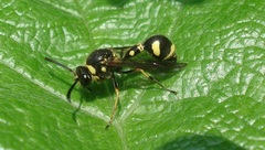Eumenes papillarius