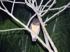 Pulsatrix koeniswaldiana