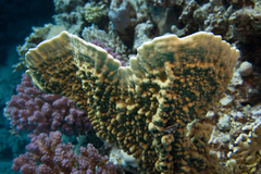 Millepora platyphylla