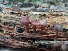 Mycena haematopus