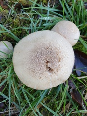 Cortinarius caperatus