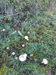 Cortinarius caperatus
