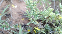 Delosperma testaceum