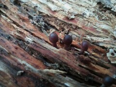 Mycena haematopus