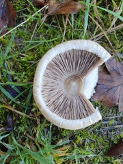 Cortinarius caperatus