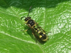 Eumenes papillarius