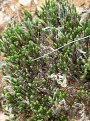 Selaginella corallina