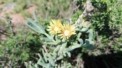 Delosperma testaceum