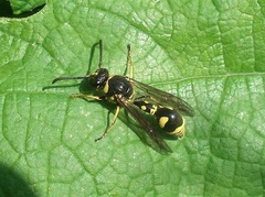 Eumenes papillarius