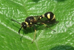 Eumenes papillarius