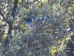 Aphelocoma californica