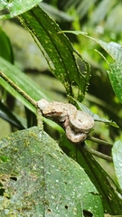 Bothriechis schlegelii