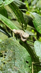 Bothriechis schlegelii