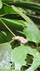 Bothriechis schlegelii