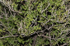 Flourensia cernua