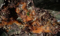 Hymeniacidon perlevis