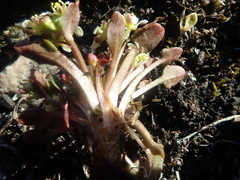 Cochlearia groenlandica