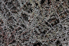 Lycium puberulum berberioides