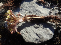 Cochlearia groenlandica