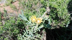 Delosperma testaceum