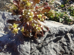 Cochlearia groenlandica
