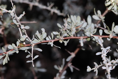 Lycium puberulum berberioides