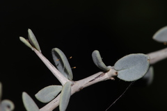 Bactericera lobata