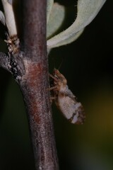 Bactericera lobata