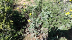 Delosperma testaceum