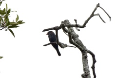 Eurystomus orientalis orientalis