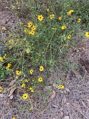 Coreopsis
