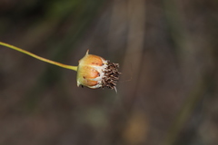 Thelesperma ambiguum