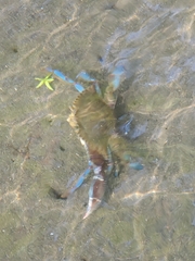 Callinectes arcuatus