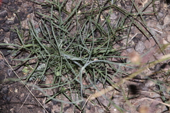 Thelesperma ambiguum