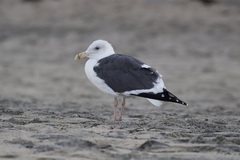 Larus occidentalis