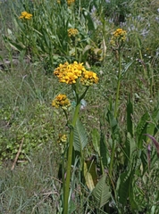 Senecio fistulosus