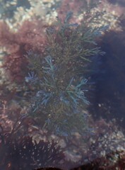 Ericaria selaginoides