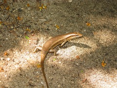 Trachylepis sechellensis